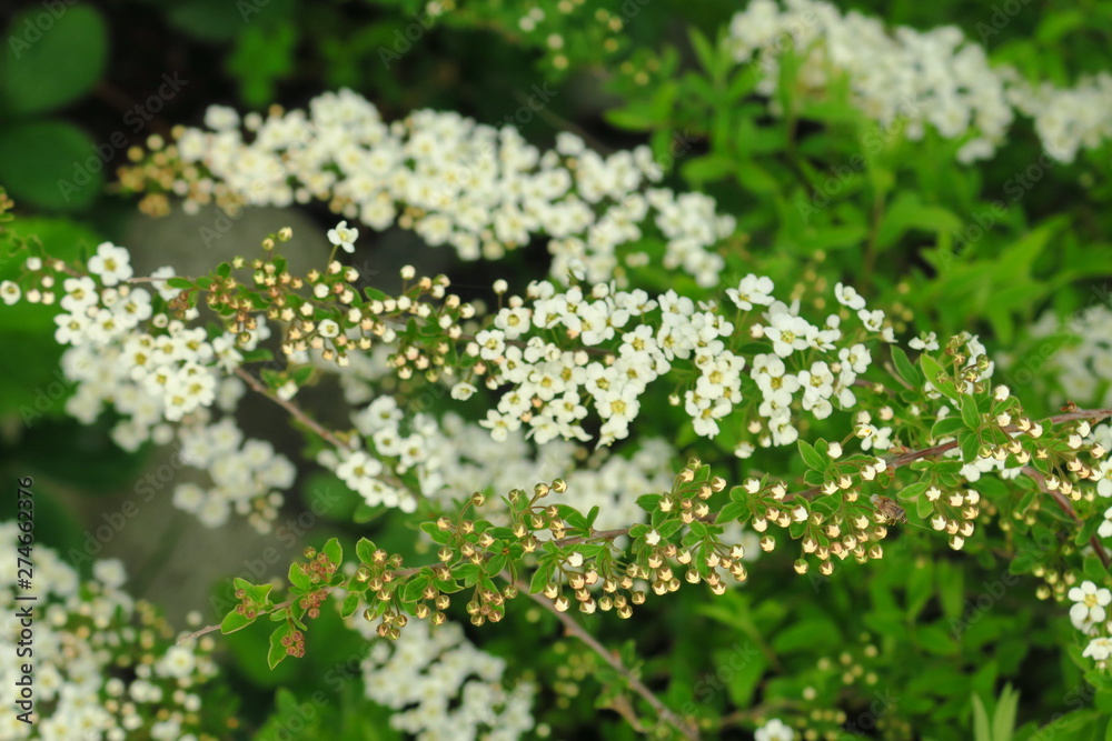 Small, white flowers in sumptuous clusters along leafy Spirea shrub branches. Small, white flowers in sumptuous clusters along leafy Spirea shrub branches.