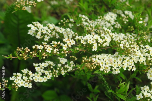 Small, white flowers in sumptuous clusters along leafy Spirea shrub branches.