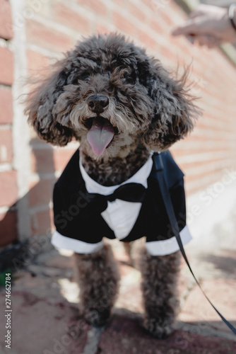 dog wedding suit