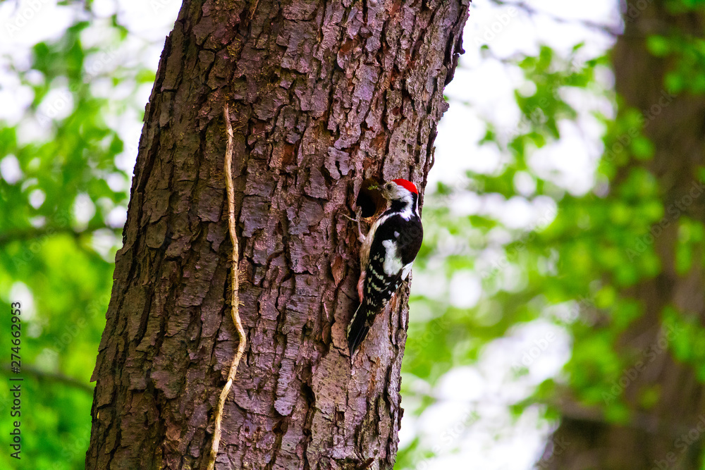 Great spotted woodpecker on a tree in the forest Great spotted woodpecker on a tree in the forest