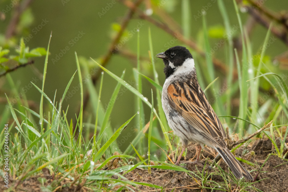 Fototapeta premium Common reed bunting (Emberiza schoeniclus). Polesie. Ukraine