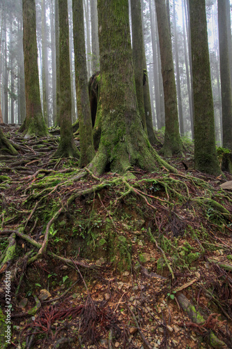 Old Big tree at Alishan national park area in Taiwan.