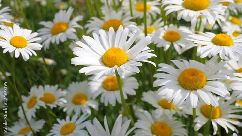 Chamomile flowers in nature