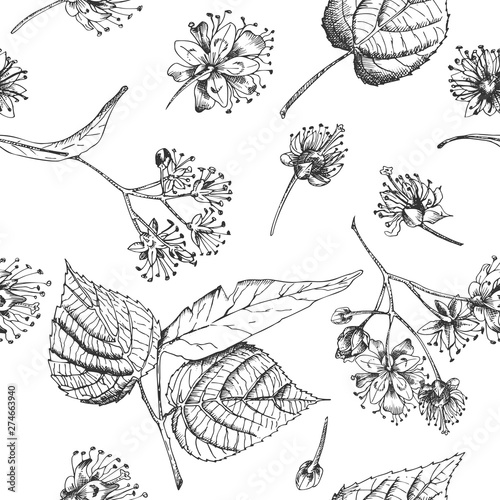 Linden blossom hand drawn seamless pattern with flower, lives and branch in black color on white background. Retro vintage graphic design Botanical sketch drawing