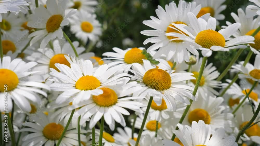 Daisy flower in a field on nature on a sunny day