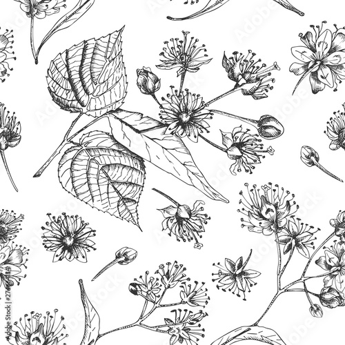Linden blossom hand drawn seamless pattern with flower, lives and branch in black color on white background. Retro vintage graphic design Botanical sketch drawing