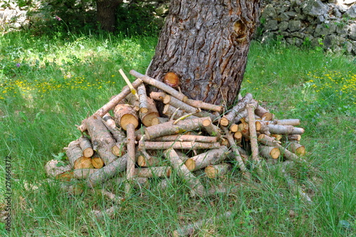 Fototapeta Naklejka Na Ścianę i Meble -  Bûches de bois séchant sur l’herbe verte au pied d'un arbre.