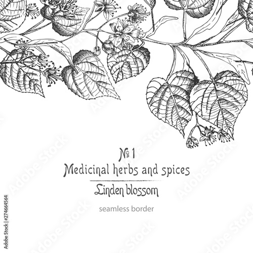 Linden blossom hand drawn border pattern with flower, lives and branch in black color on white background. Retro vintage graphic design Botanical sketch drawing