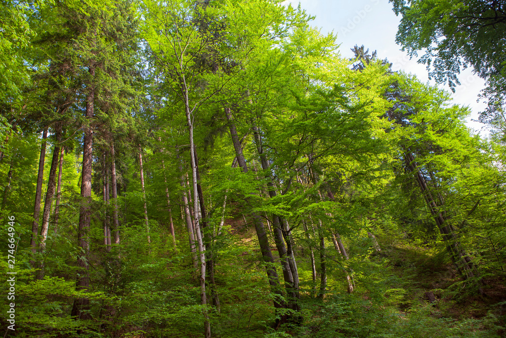 Fototapeta premium tall trees in the tropical forest