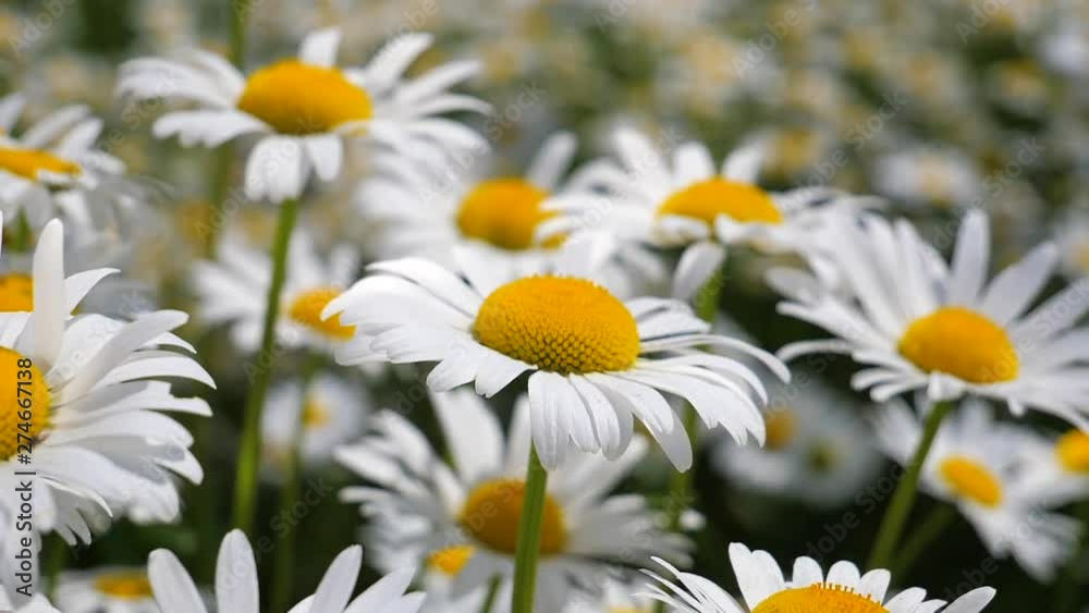 Daisy flower in a field on nature on a sunny day Daisy flower in a field on nature on a sunny day