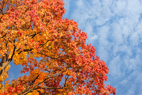 Yellow maple leaves in autumn against a blue sky with white clouds. Copy space.