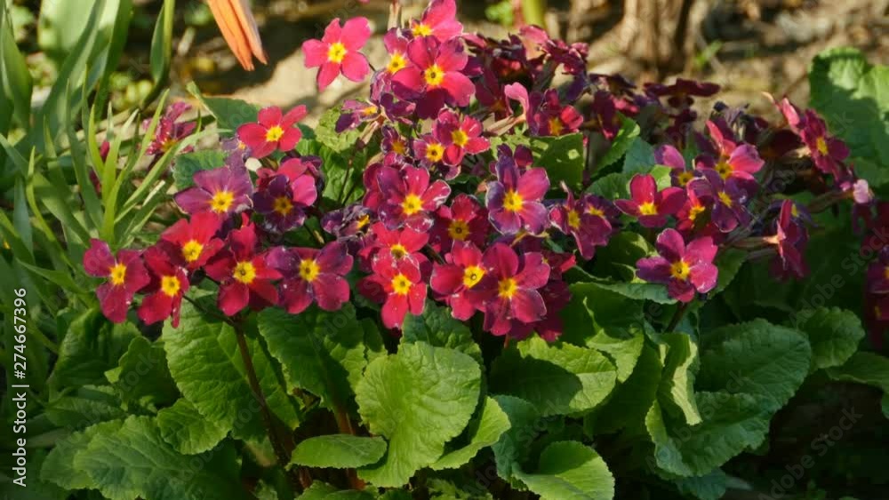 bush bright red primrose trembling in the wind bush bright red primrose trembling in the wind