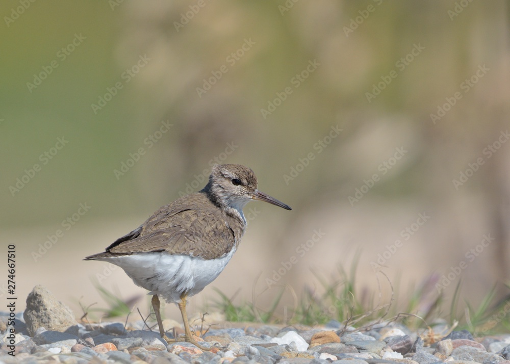 Fototapeta premium Common Sandpiper (Actitis hypoleucos) Crete, Greece