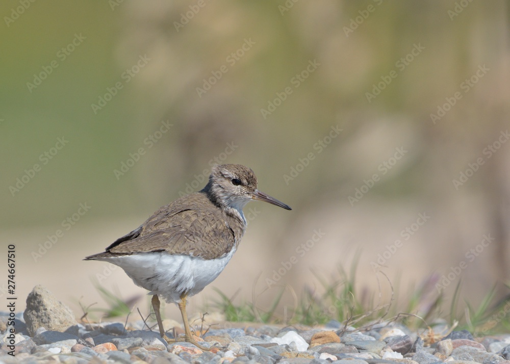 Common Sandpiper (Actitis hypoleucos) Crete, Greece 