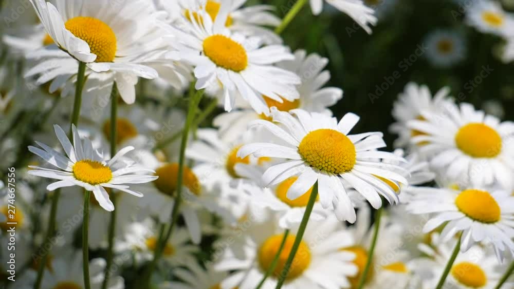 Daisy flowers in summer on a green field Daisy flowers in summer on a green field