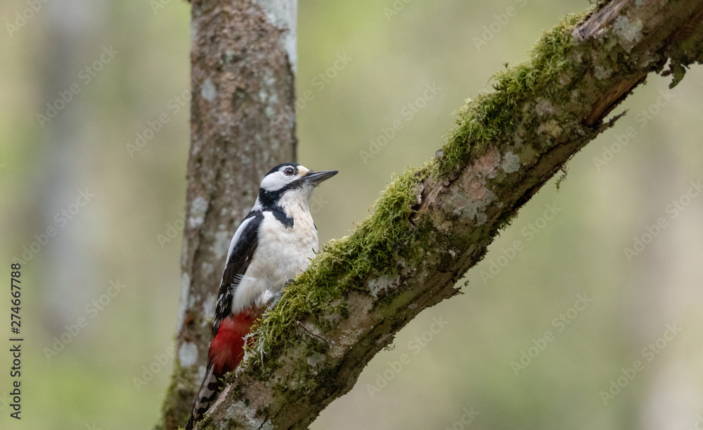 Great spotted woodpecker (Dendrocopos major) female Great spotted woodpecker (Dendrocopos major) female