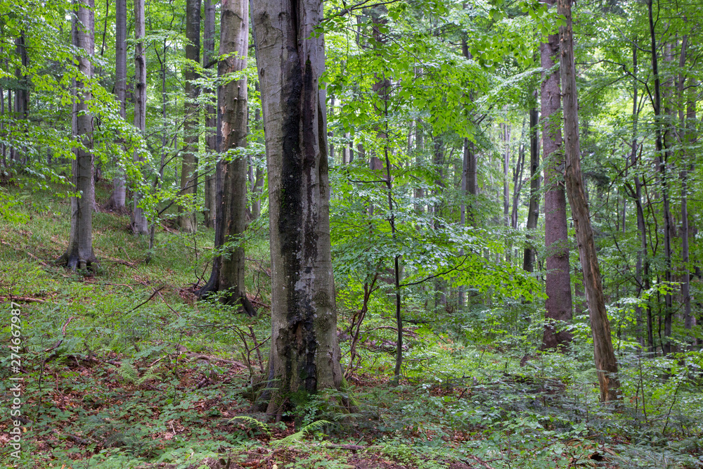 Naklejka premium Natural mixed stand of Bieszczady Mountain region