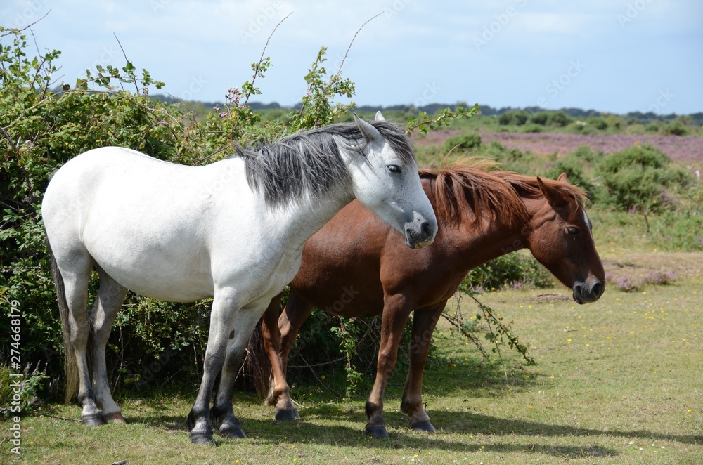 New Forest ponies on the moors in Hampshire New Forest ponies on the moors in Hampshire