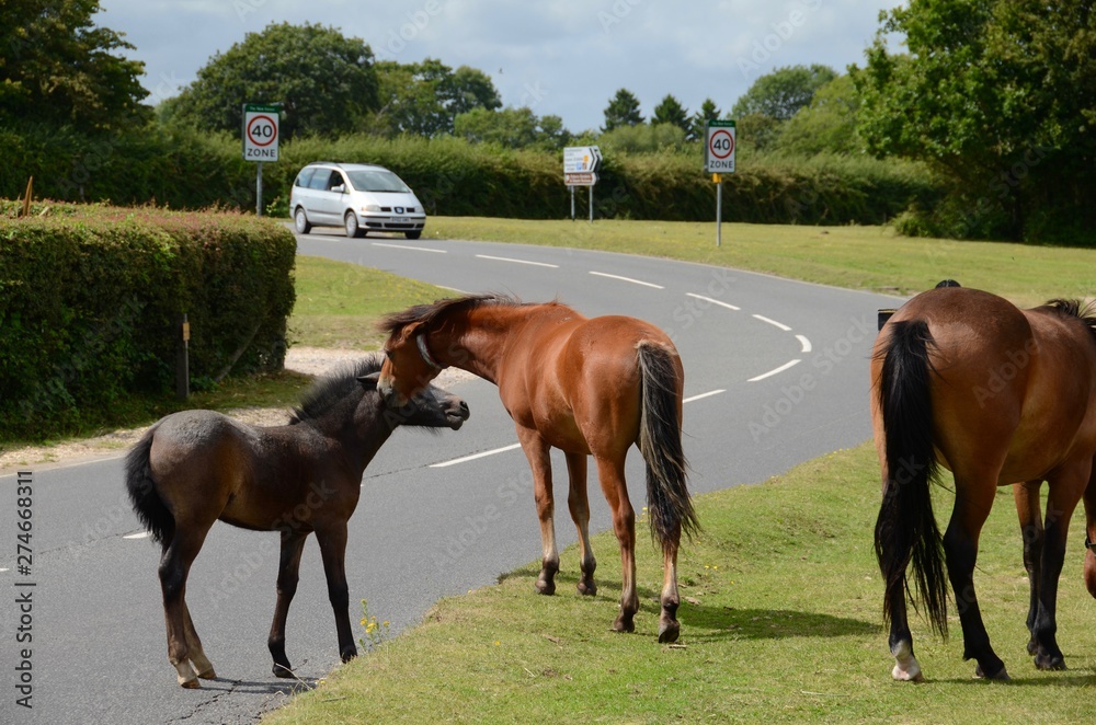 New Forest ponies on the roadside at Beaulieu in Hampshire New Forest ponies on the roadside at Beaulieu in Hampshire