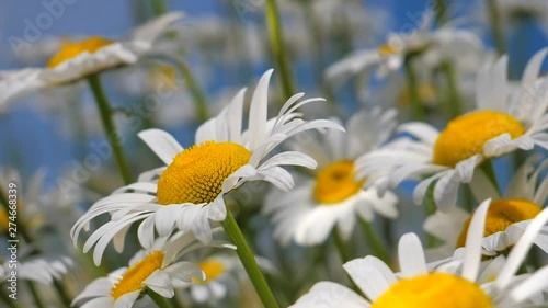 Chamomile flowers in nature