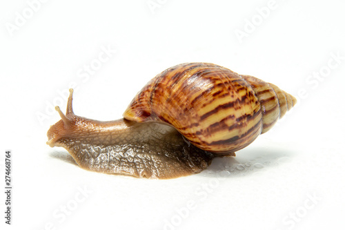 Snail, Snail Slime on white background