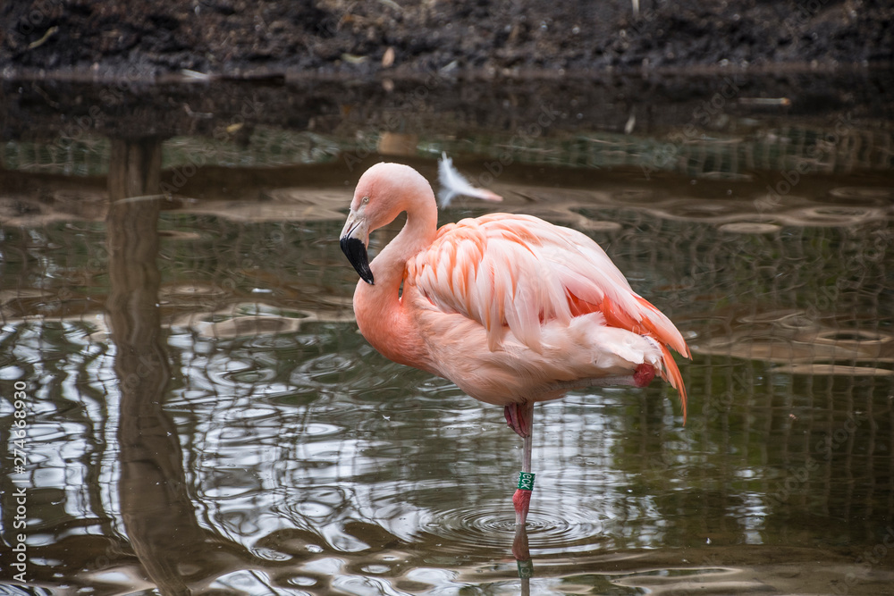 The American flamingo (Phoenicopterus ruber) is a large species of flamingo also known as the Caribbean flamingo