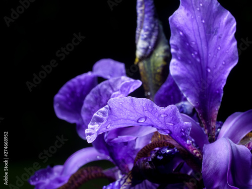 Iris closeup, water drop, violet leaves, black background