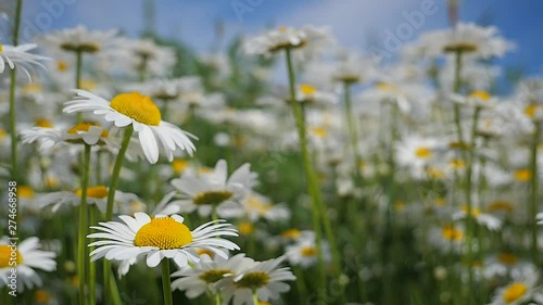 Chamomile flowers in nature