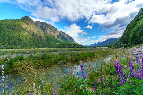 meadow with lupins on a river between mountains, new zealand 3