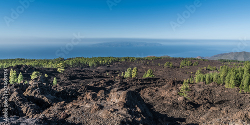 Rare pine trees on volcanic lava