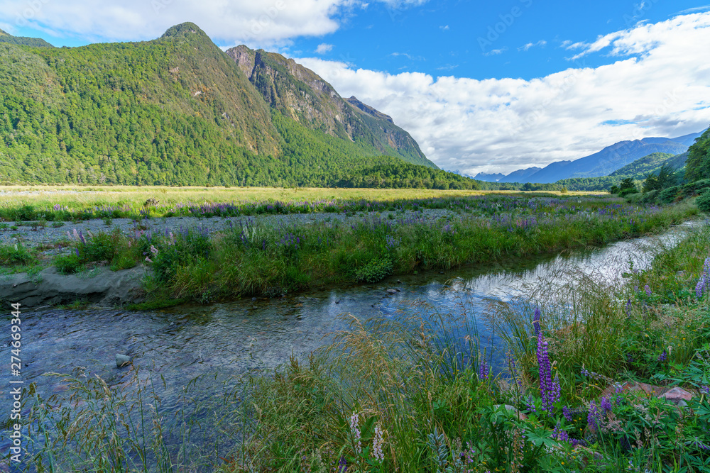 meadow with lupins on a river between mountains, new zealand 8