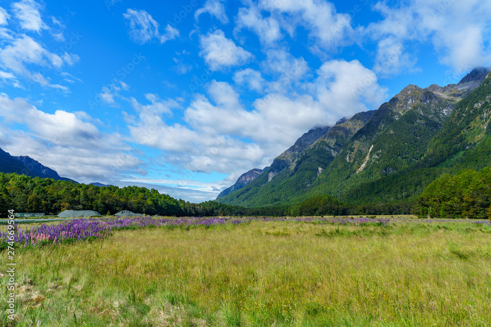 meadow with lupins in a valley between mountains, new zealand 3