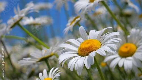 Chamomile flowers in nature