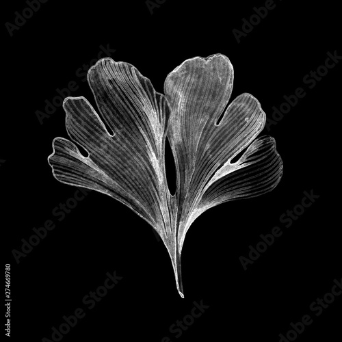 Hand drawn Ginkgo Biloba leaf on black
