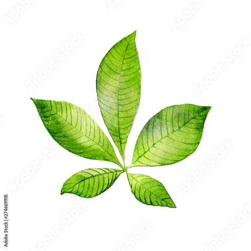 Watercolor green leaf