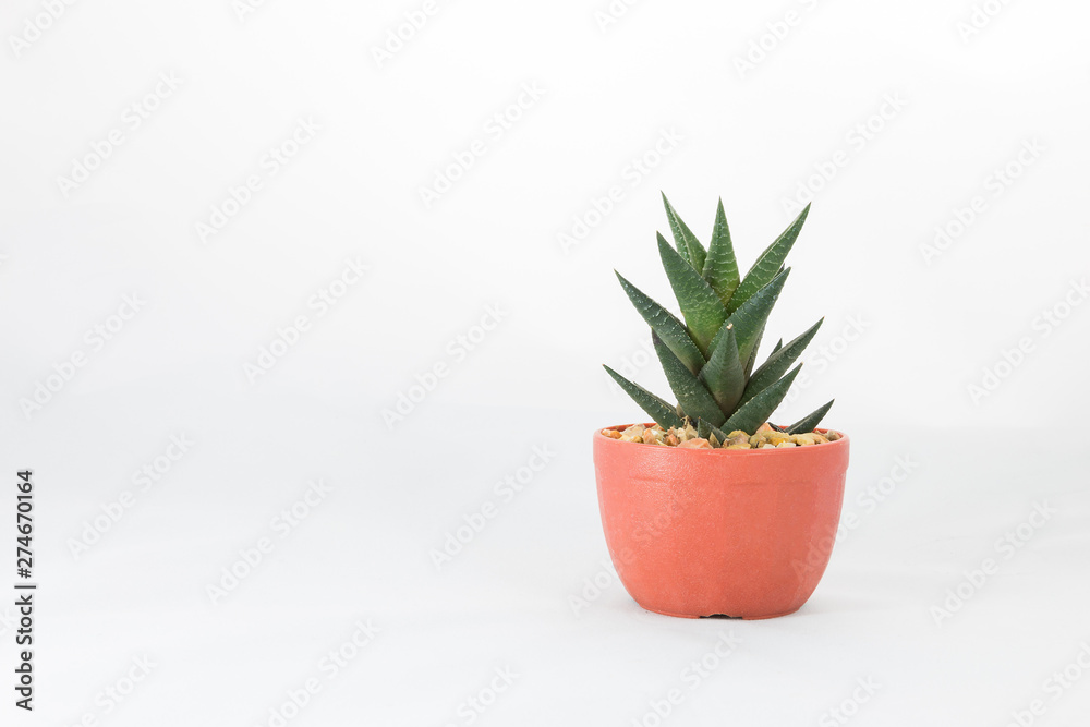 Cactus or haworthia in a pot on white background. Cactus or haworthia in a pot on white background.