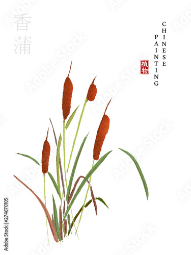 Watercolor Chinese ink paint art illustration nature plant from The Book of Songs Oriental Cat tail. Translation for the Chinese word : Plant and Oriental Cat tail