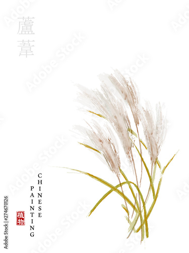 Watercolor Chinese ink paint art illustration nature plant from The Book of Songs reed. Translation for the Chinese word : Plant and reed