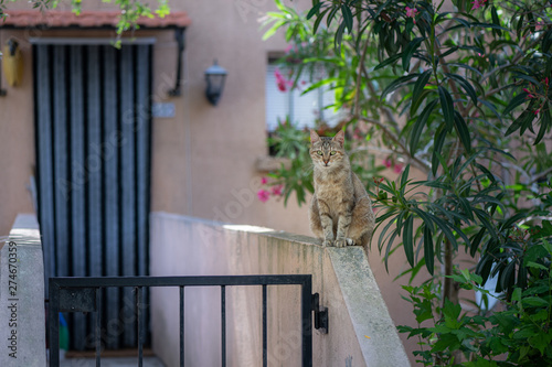 Cat sitting on the wall outside the entrance door