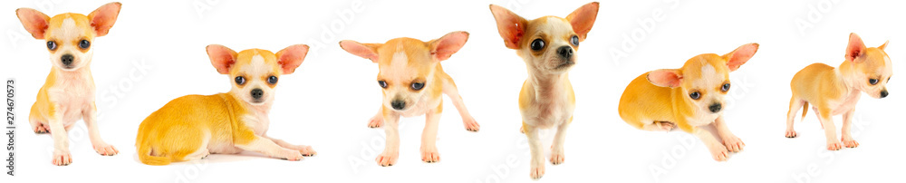 Chihuahua puppy dog small collection set isolated on white background Chihuahua puppy dog small collection set isolated on white background