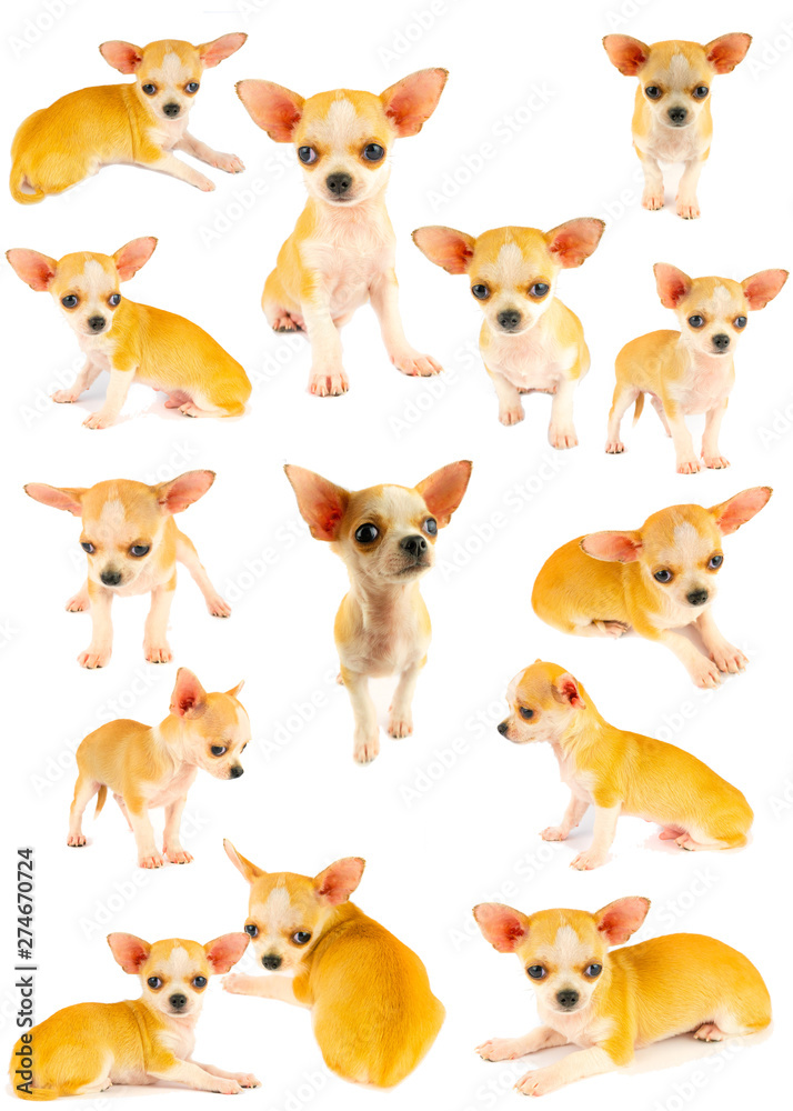 Chihuahua puppy dog small collection set isolated on white background