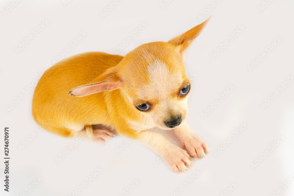 Obraz premium Chihuahua puppy little dog isolated on white background