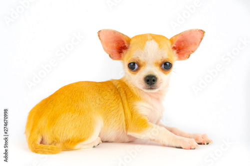 Chihuahua puppy little dog isolated on white background