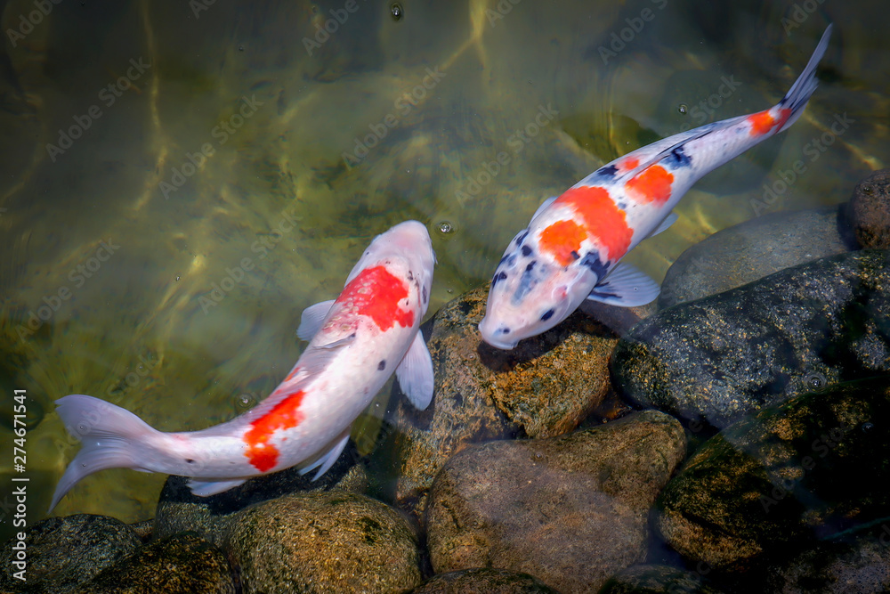 Colorful koi fish swimming in the lake Stock Photo Adobe Stock