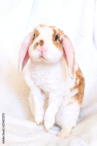 Cute little orange and white color bunny with big ears. rabbit on white background - animals and pets concept.