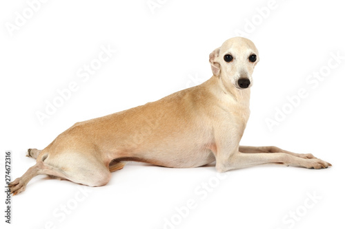 Obraz na plátne Cute Italian Greyhound dog lying in the studio