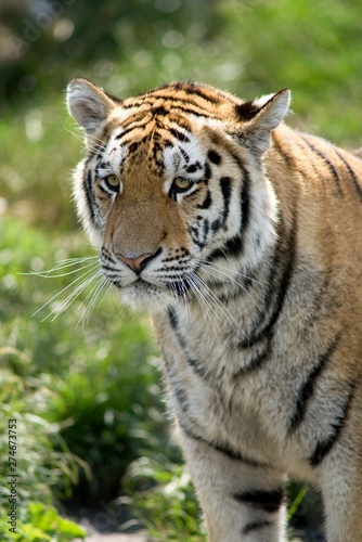 Fototapeta Naklejka Na Ścianę i Meble -  The Siberian Tiger (Panthera tigris altaica), also known as the Siberian, Amur, Altaic, Korean, Manchurian or North Chinese tiger, is the largest feline known.