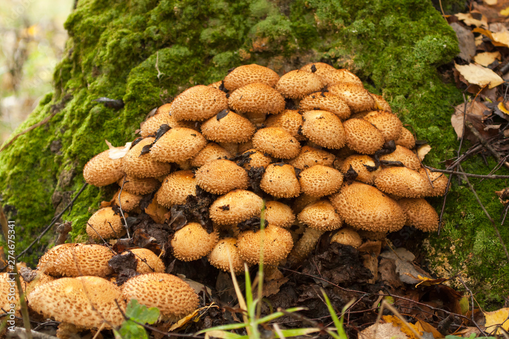 Honey Agaric mushrooms grow on a tree in a forest. A bunch of wild mushrooms Armillaria Honey Agaric mushrooms grow on a tree in a forest. A bunch of wild mushrooms Armillaria