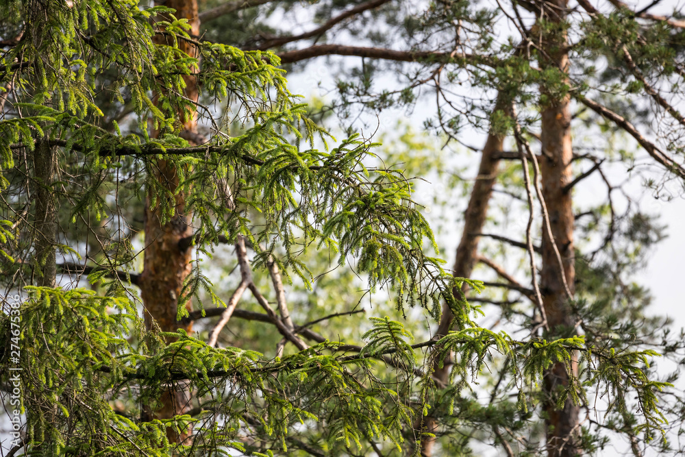 Fototapeta premium Zauberwald mit Moos
