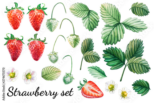 Watercolor set from red juicy strawberries with leaves and flower. Food background, painted bright composition. Hand drawn food illustration. Fruit print. Summer sweet fruits and berries.
